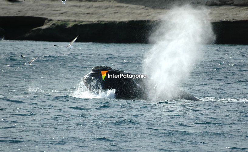 Soplido de la ballena