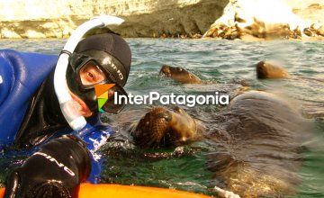 Buceo y snorkel con lobos marinos en Puerto Madryn