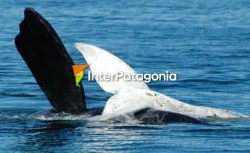 Whales at Puerto Pirámides