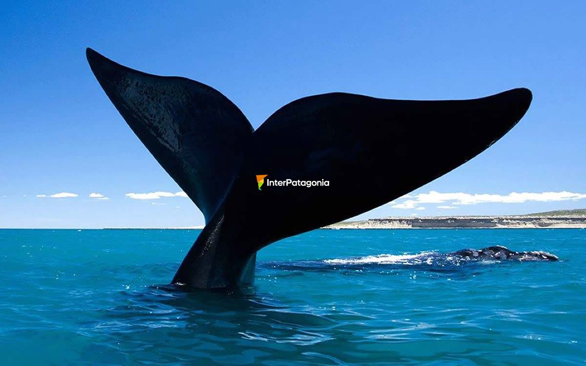 Ballenas en todas sus opciones