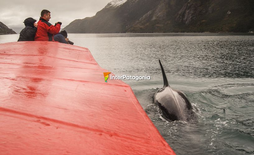 Ballenas jorobadas