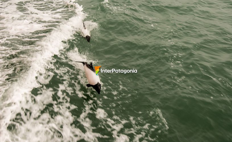 Grupos de orcas