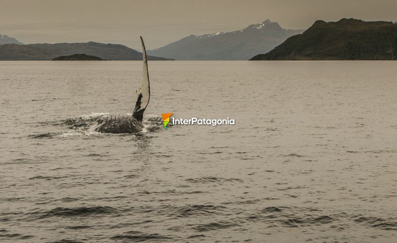 Francisco Coloane Marine Park