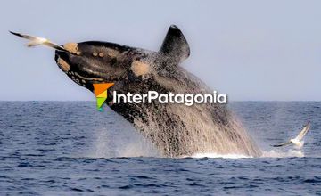 Whales in the Surroundings of Punta Arenas