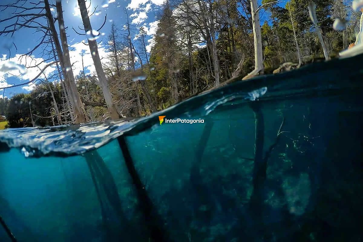 Submerged Forest in Lake Traful