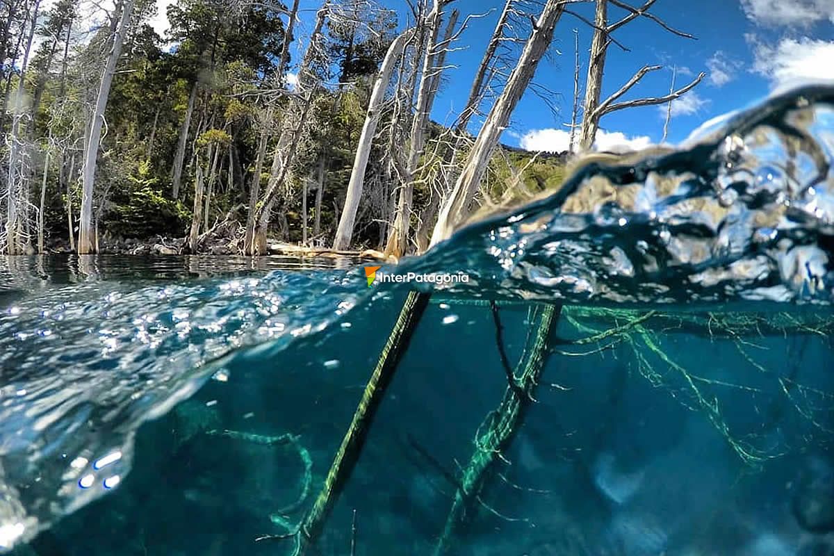 Bosque sumergido en lago traful