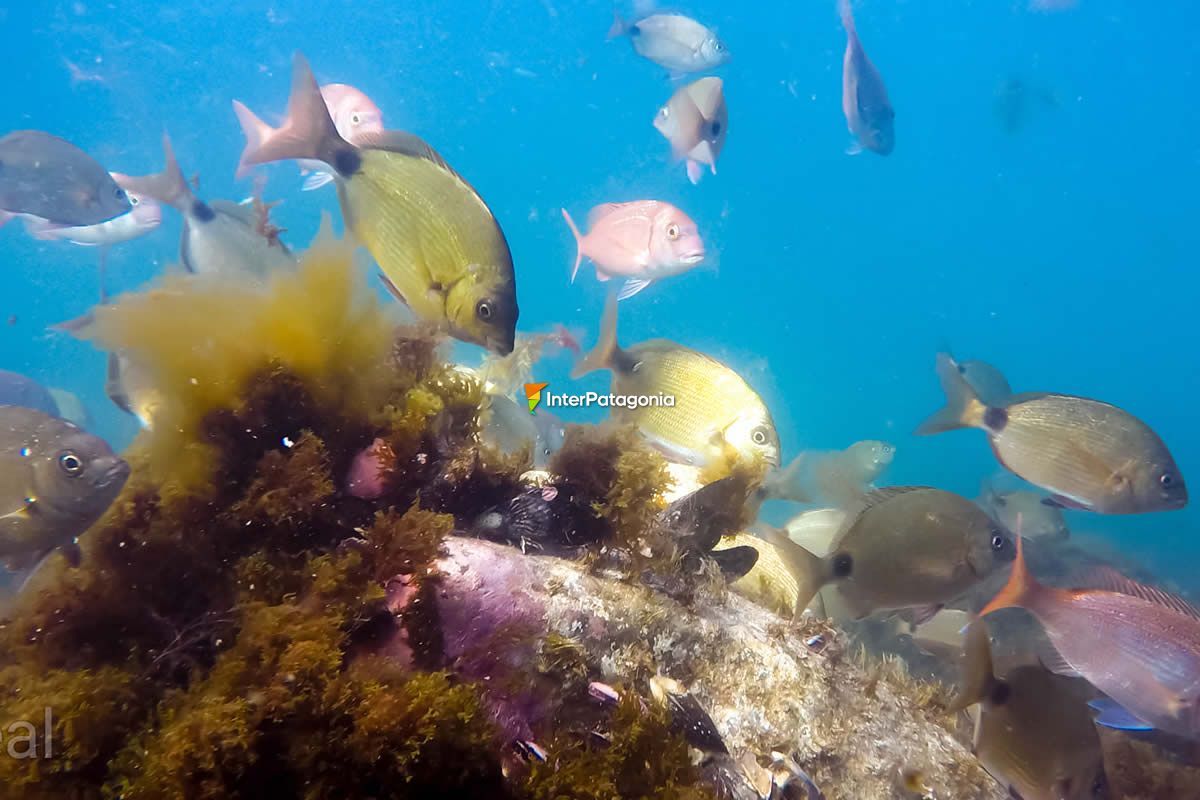 Buceo en Las Grutas