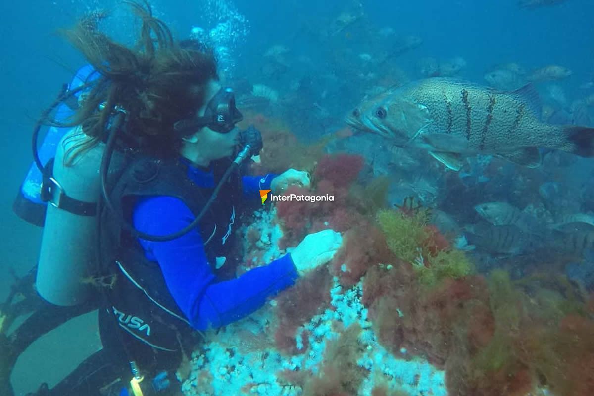 Buceo en Las Grutas