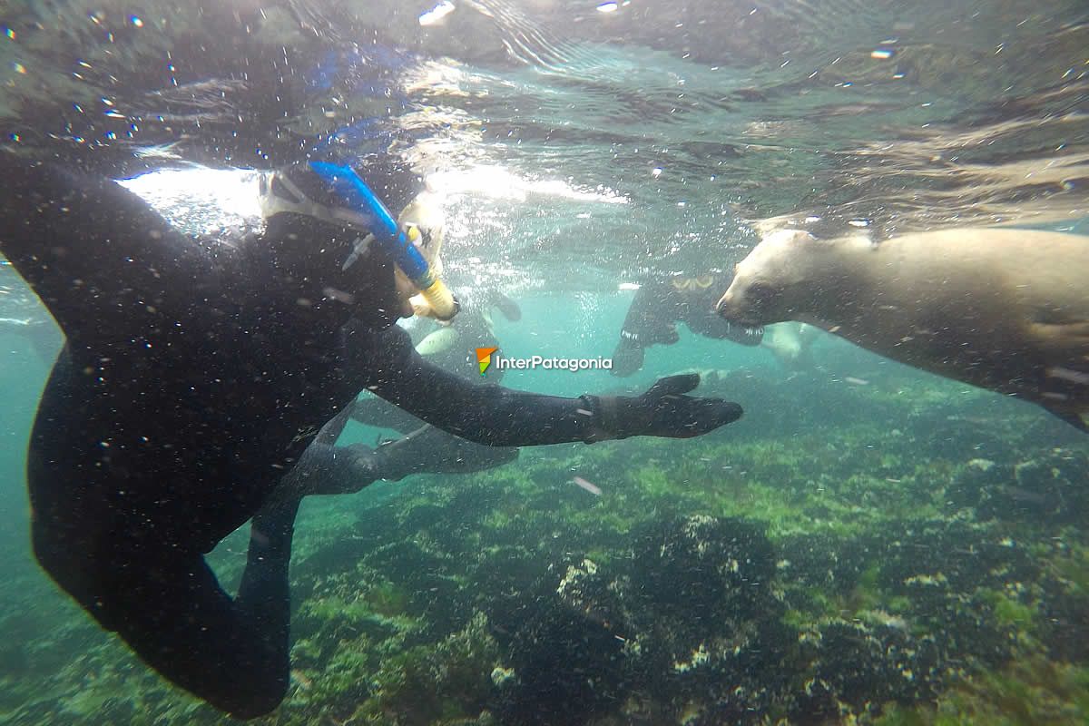 Diving with wolves in Puerto Madryn