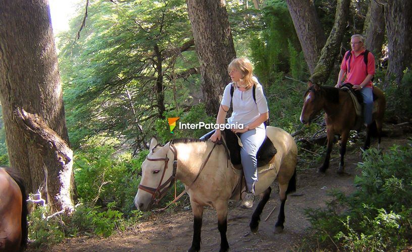 Un tupido sendero verde