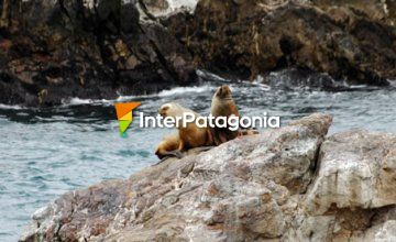 Cormorants and Sea Lions in Cabo Blanco