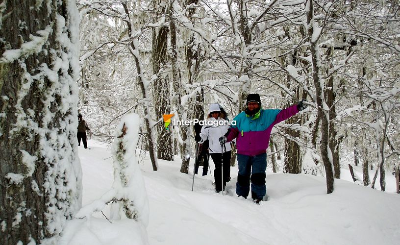 The lenga forest