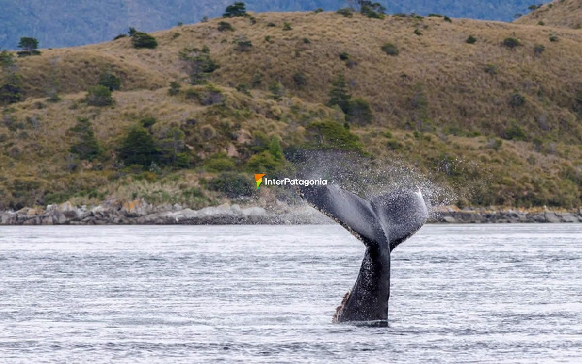 Whale tail