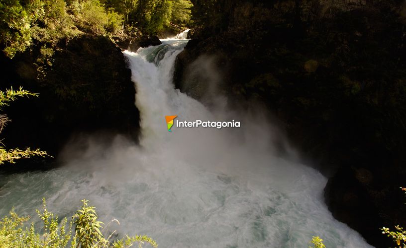 Rodeada de antiguos árboles de alerce