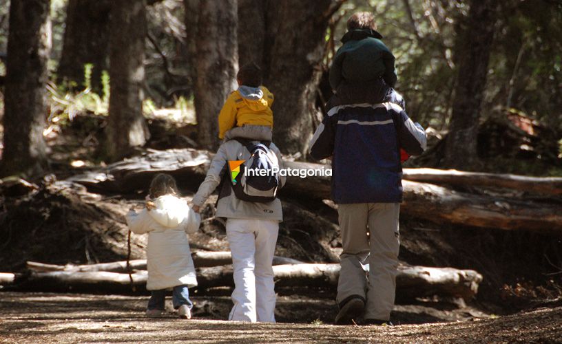 Bosque de coihues, muy sombrío