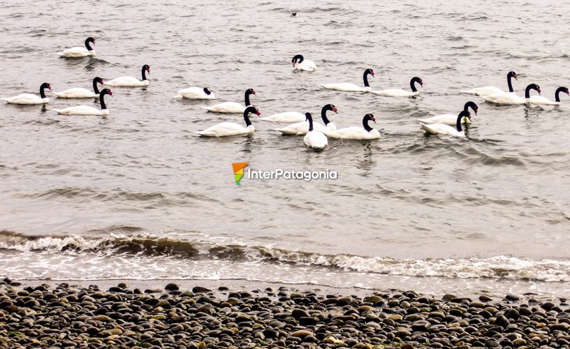 Black-necked swans