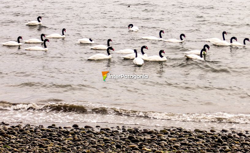 Cisnes de cuello negro