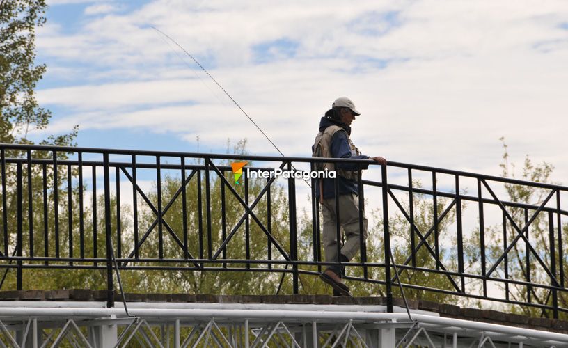 Atraídos por la buena pesca