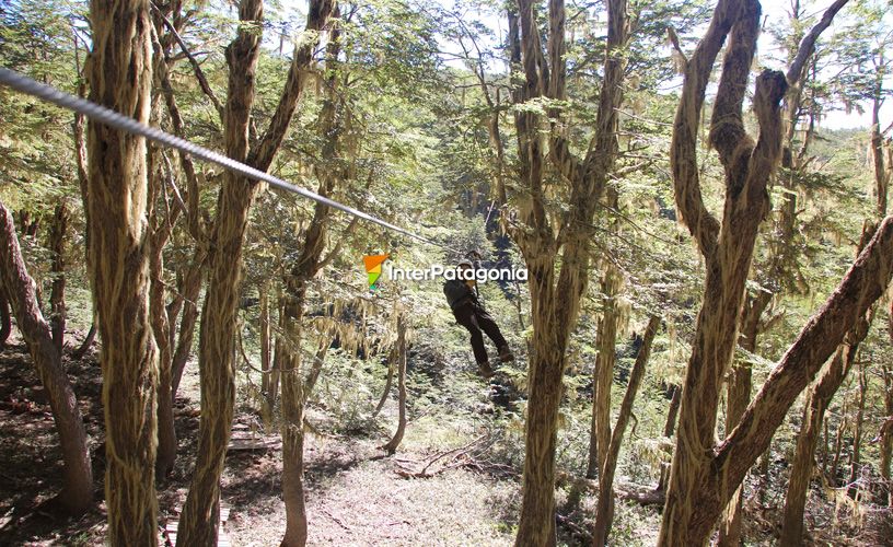 El bosque andino patagónico