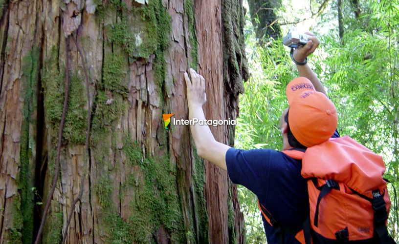 Bosques de alerces