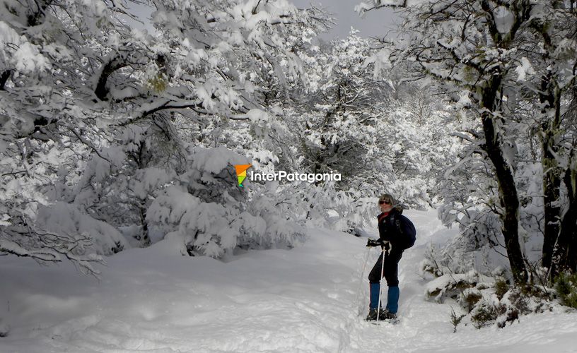 El silencio del bosque nevado 