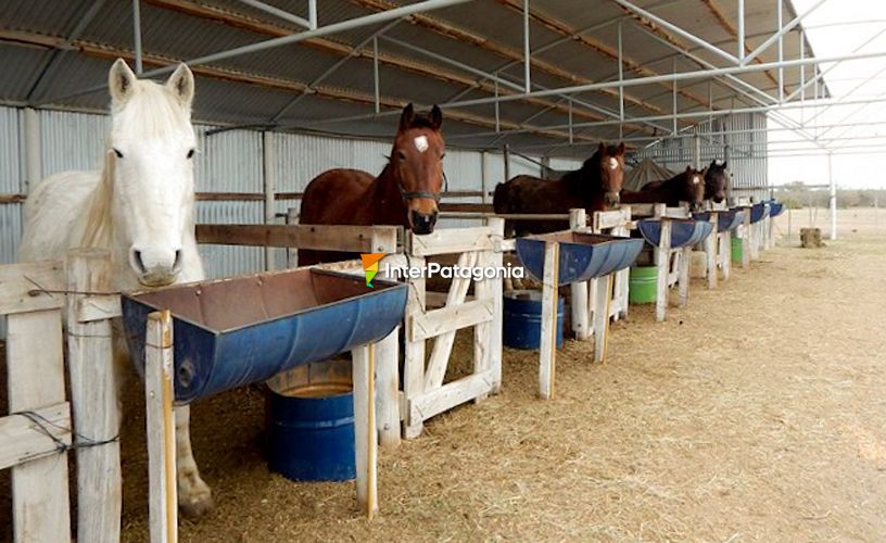 Estupendos caballos bien cuidados