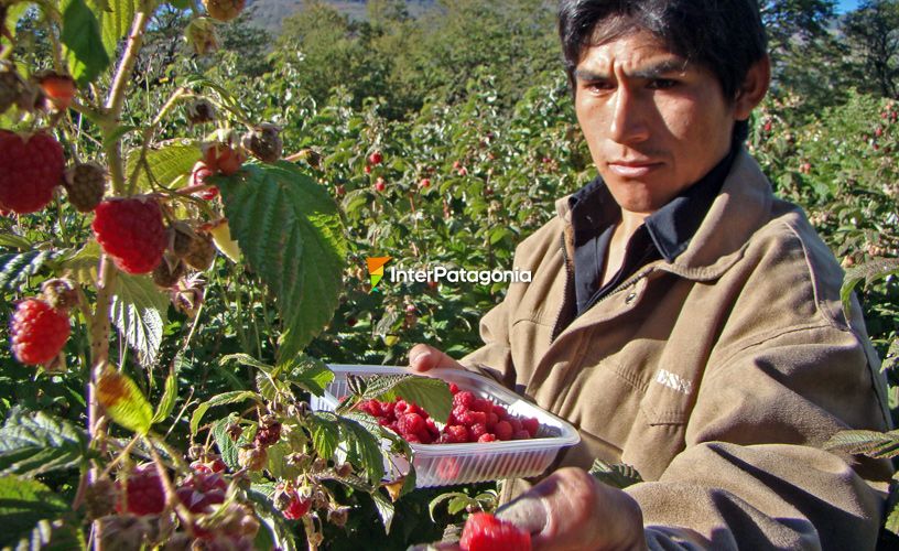 The organic orchard and the plantations of fine fruit