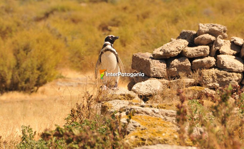 Model protected area