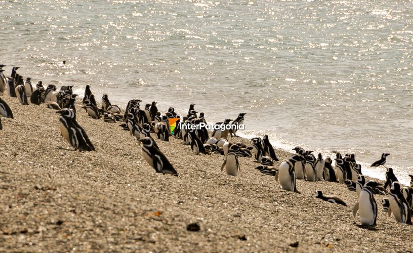 Colony of Magellanic penguins