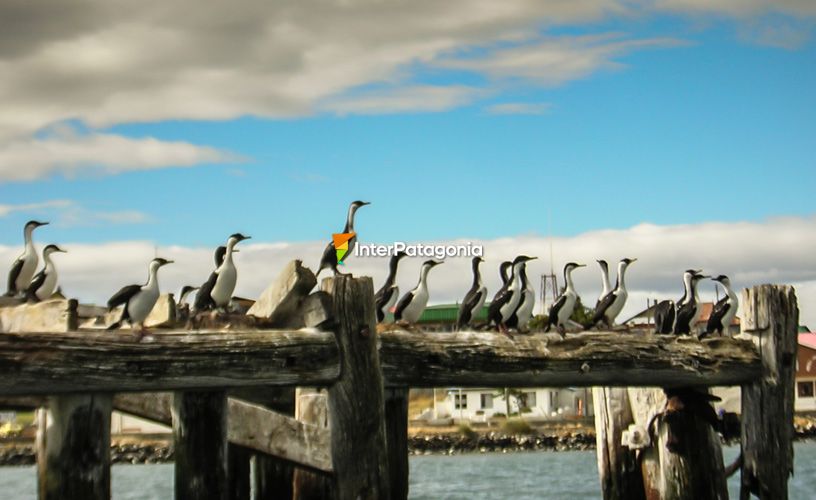 Cormorants