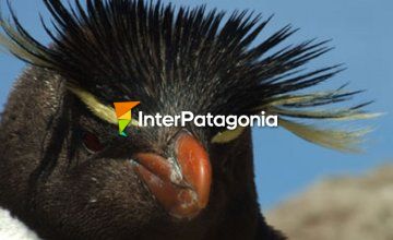 Ecoturismo en la isla Pingüino