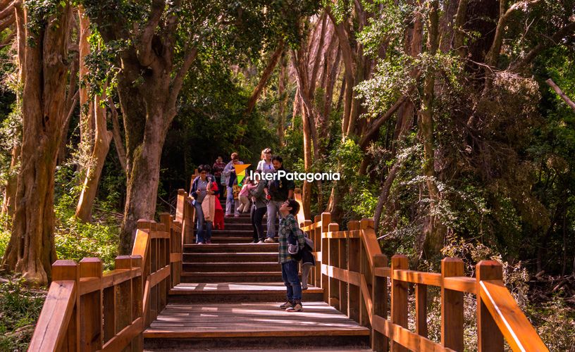 Bosque de Arrayanes