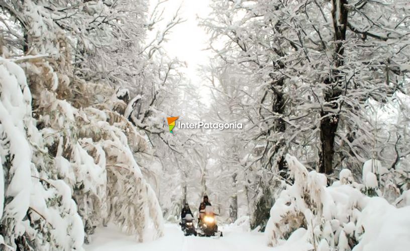 Across snowy lenga woods