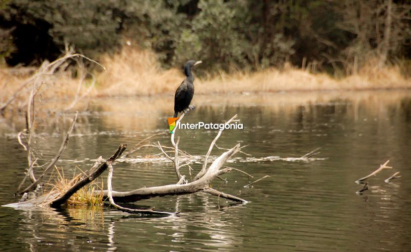 Microclima propicio para que aniden aves