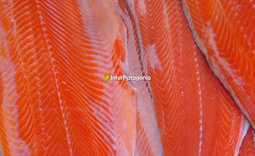 Amor por los salmones