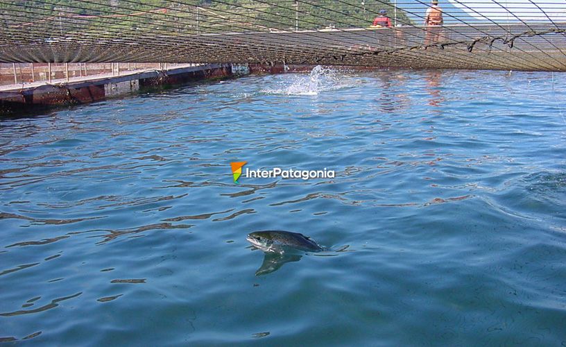 Fish Line  Puerto Montt