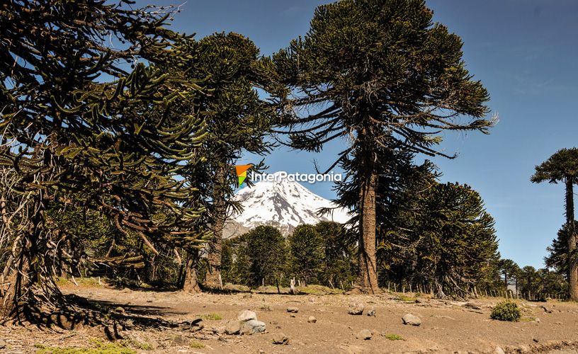 Bosque de araucarias milenarias