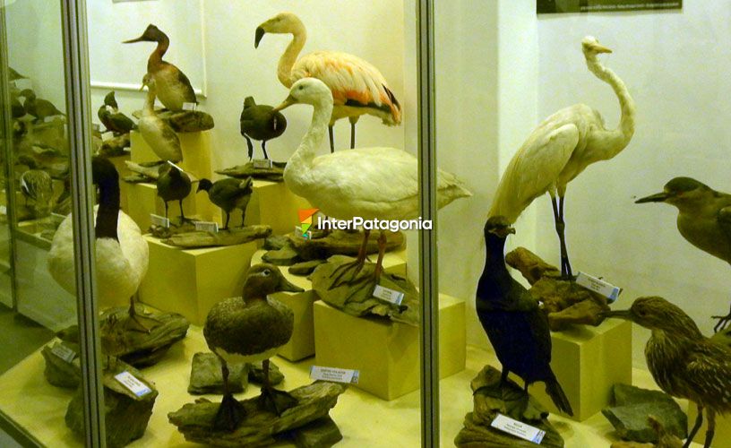 Más de 180 especies de aves conforman la exposición