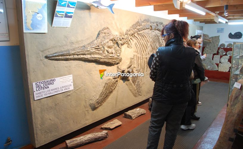 The ichthyosaurus found at Lotena Hill