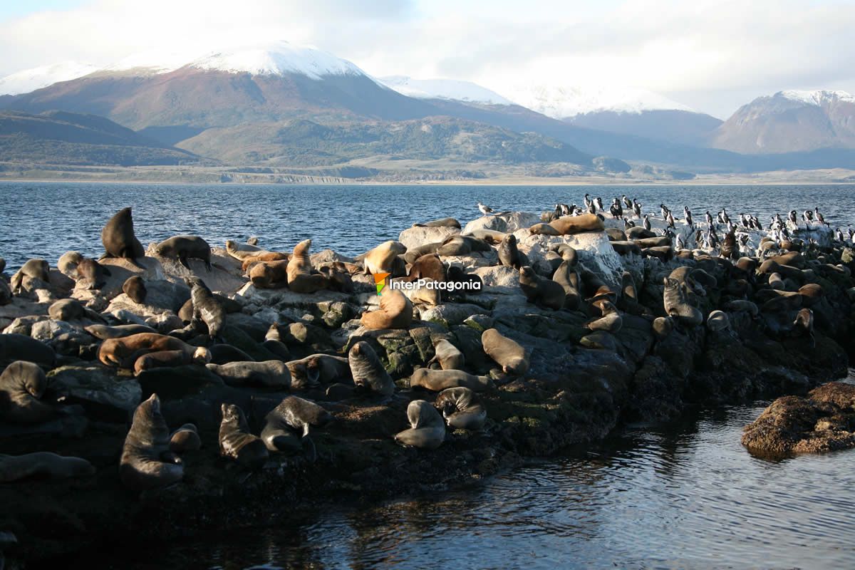 Sea Lion Island