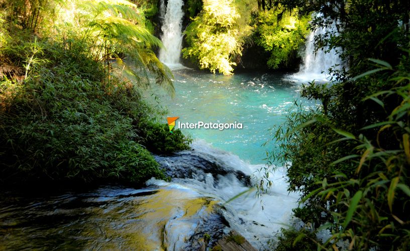 Underground water emerging amidst a thick forest