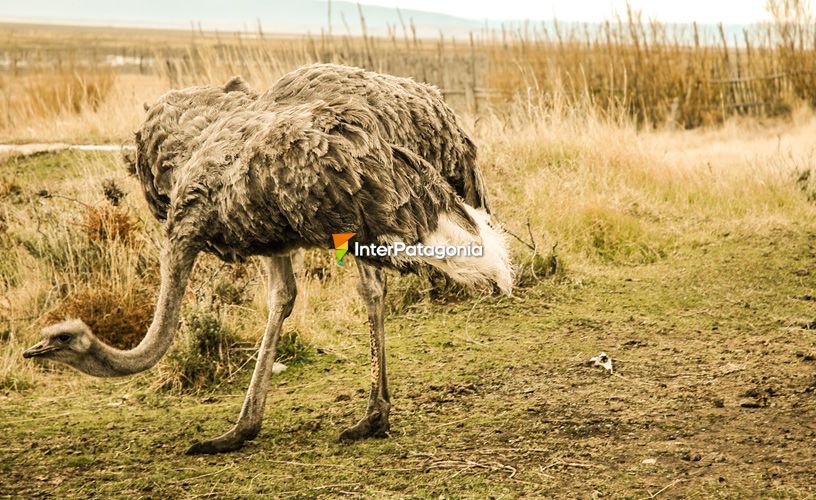 Aves exóticas