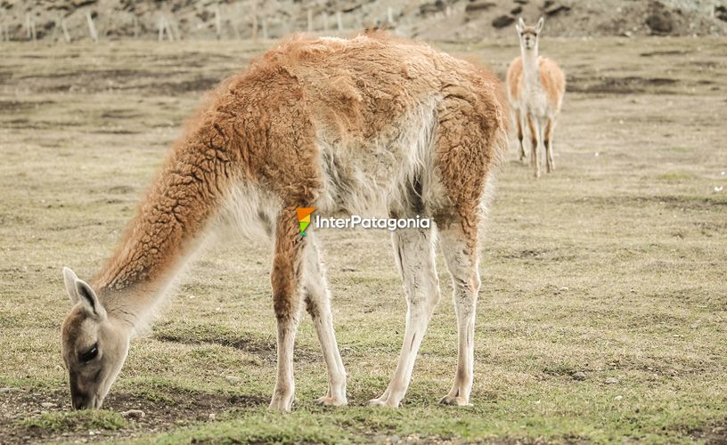 Otros animales de la zona