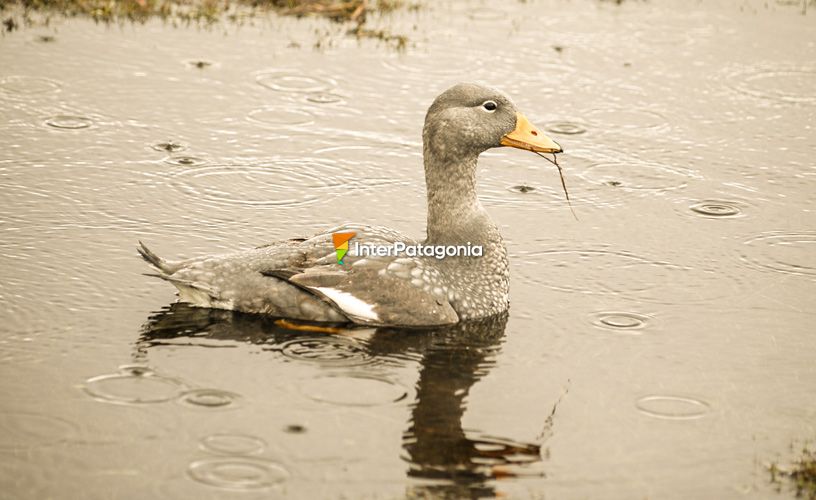 Aves en su ámbito natural