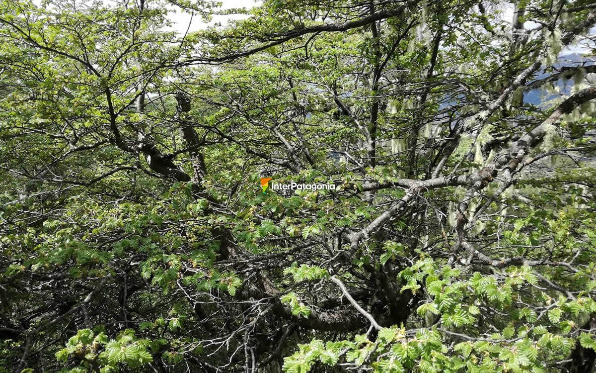 Andean-Patagonian forests