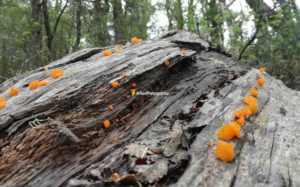 The trail is full of life