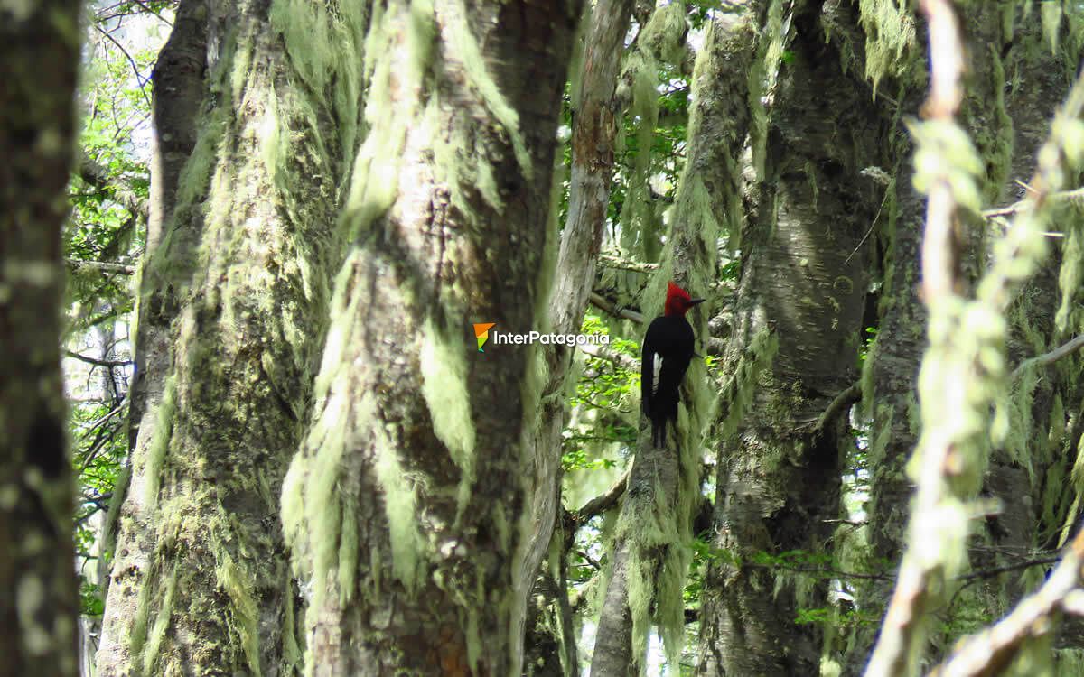 A Magellanic Woodpecker in Andean forest