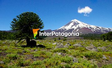 Conguillio, parque nacional entre volcanes