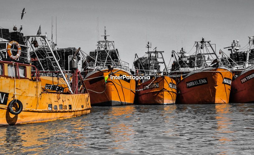 The local fishing fleet