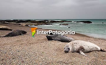 Excursión Punta Tombo con Isla Escondida